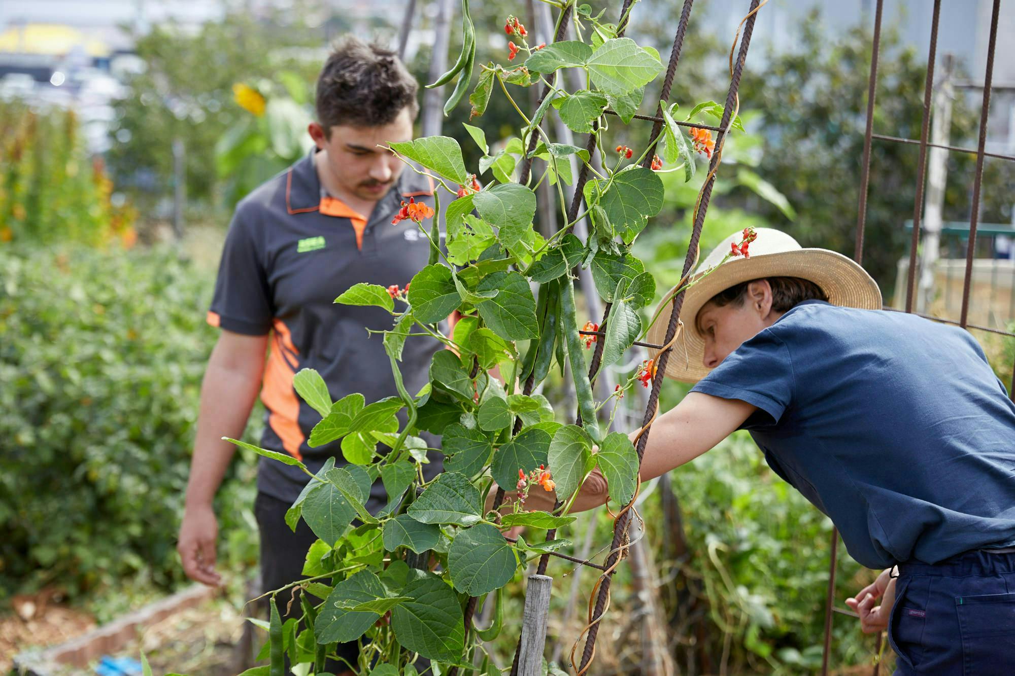 Ryan and Kris harvesting running beans in Moonah Primary Gardens