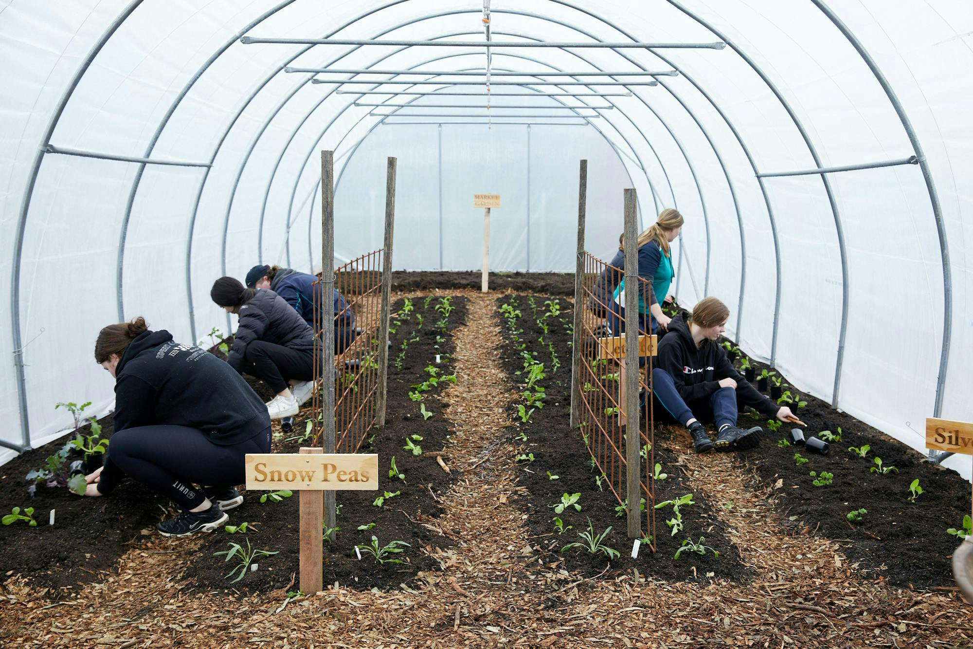 High school students working in the newly finished garden in a poly tunnel at Kingston High School