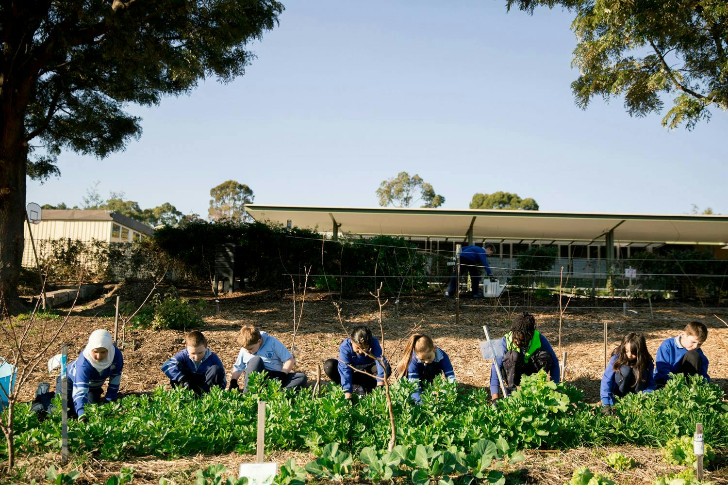 Students in the garden at Kingston Primary in 2015