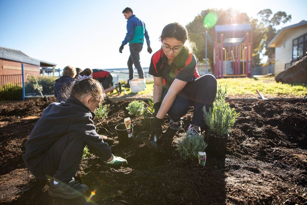 Students gardening in their school garden