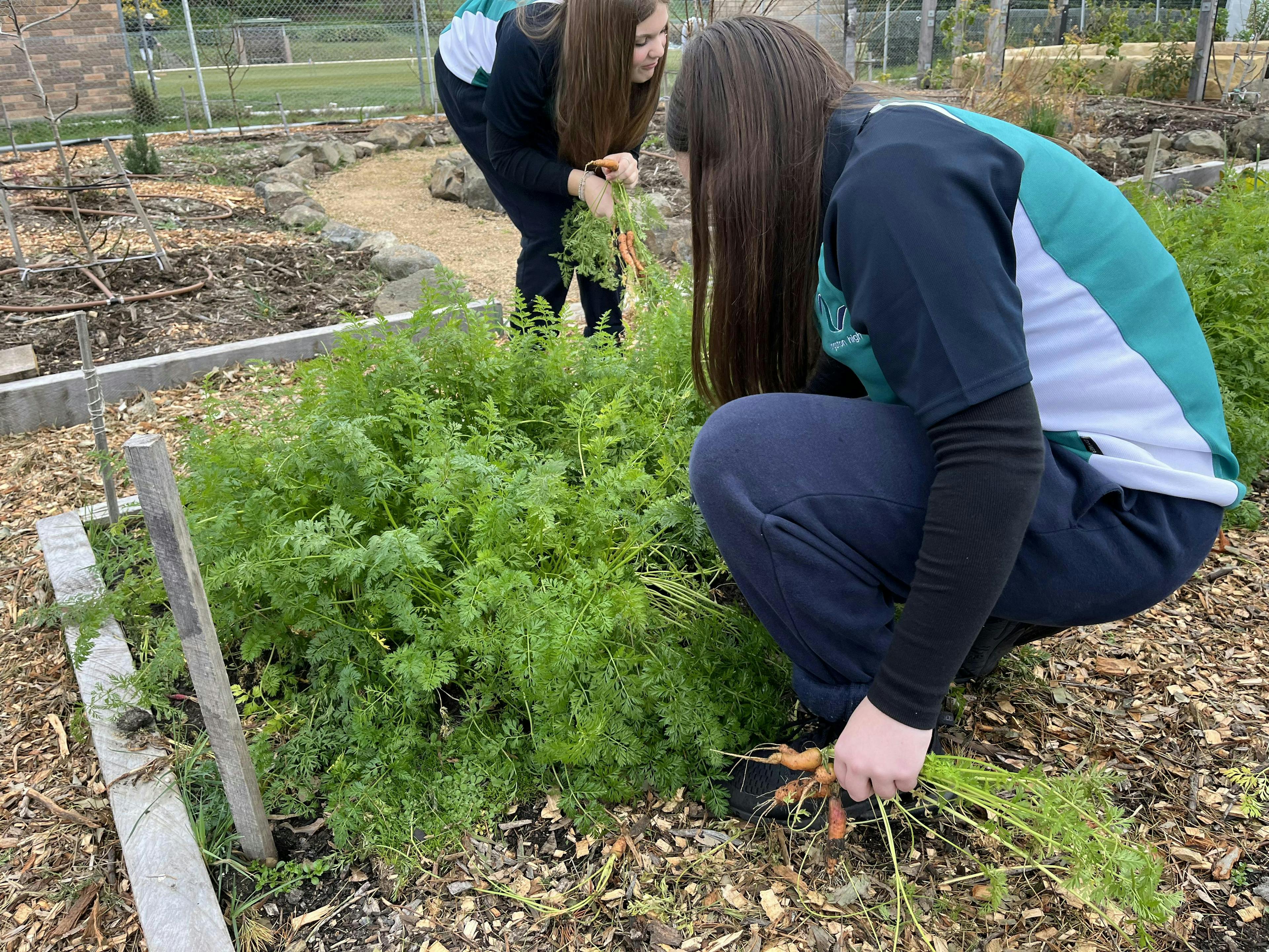 More carrot harvesting