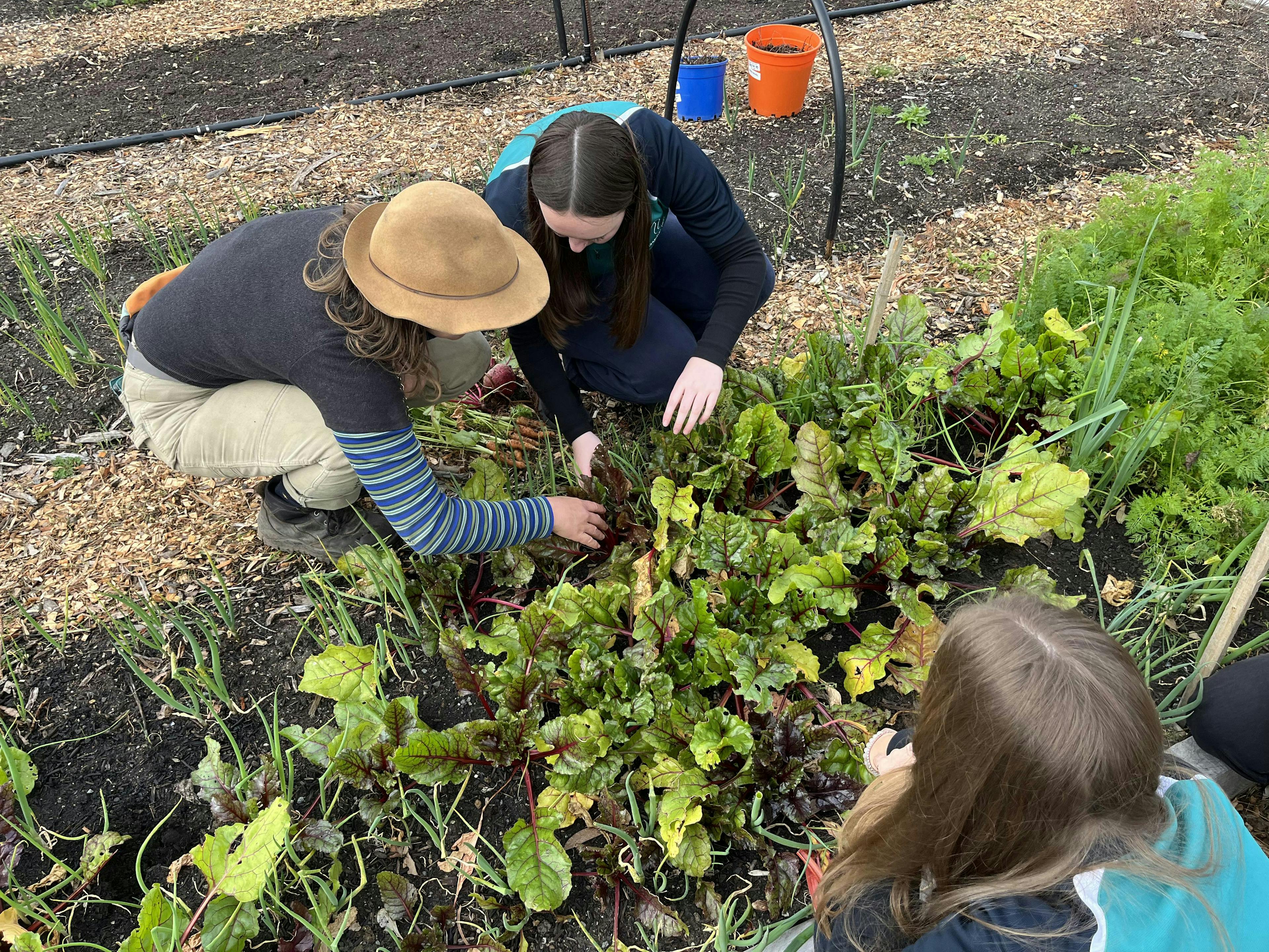 Students harvesting carrots