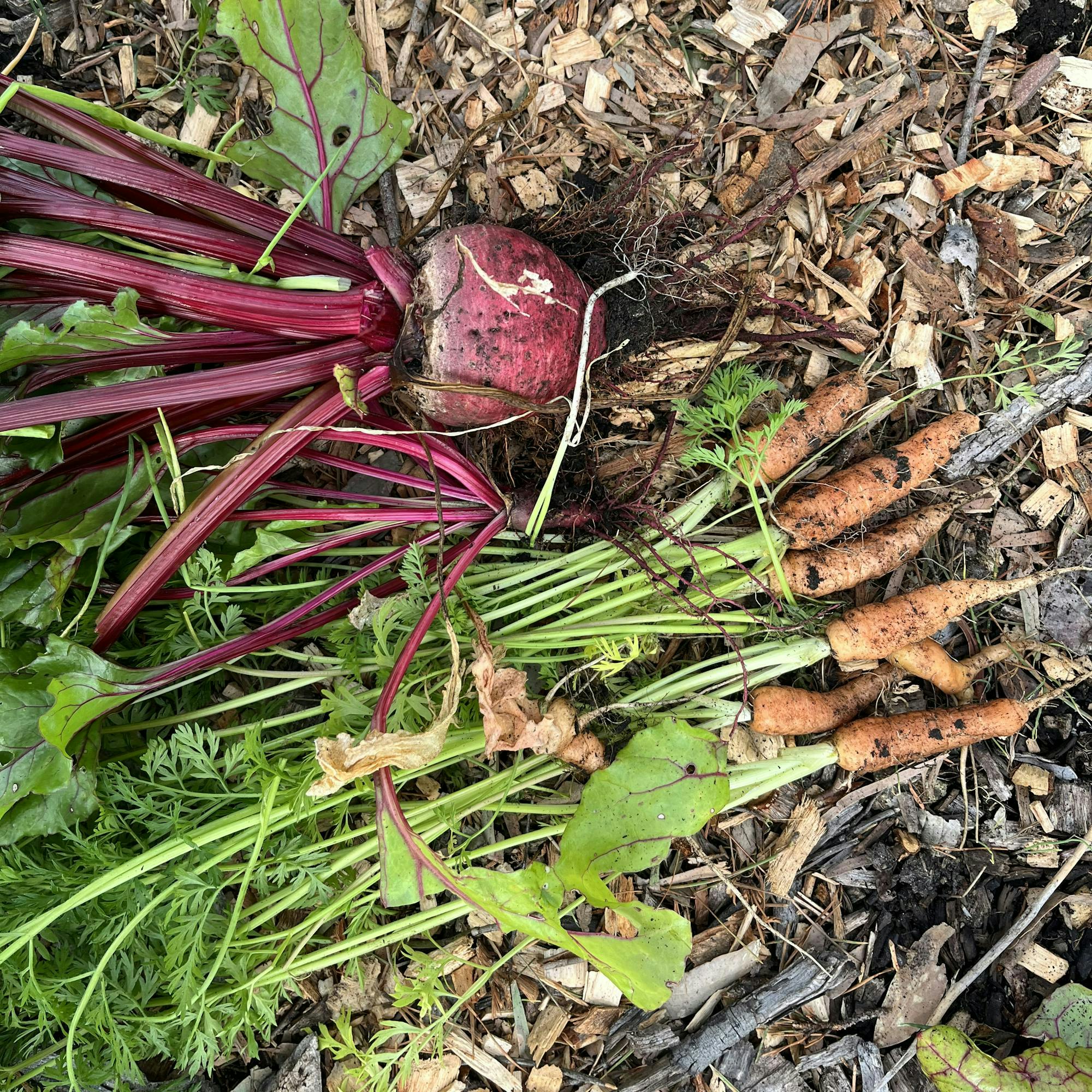 beetroot and carrots that have been harvested on the ground