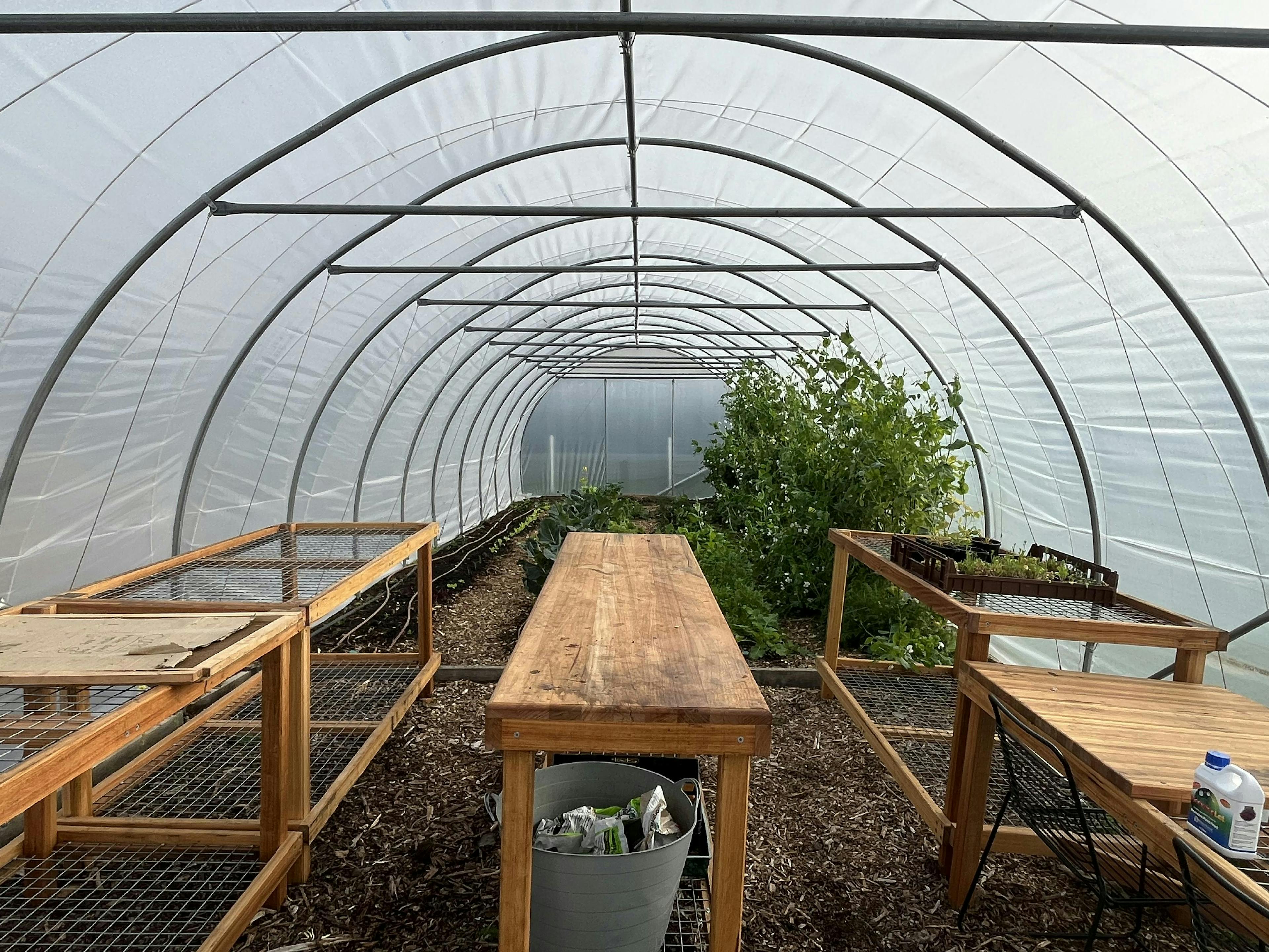 Inside the poly tunnel with snow peas and beautiful wooden tables