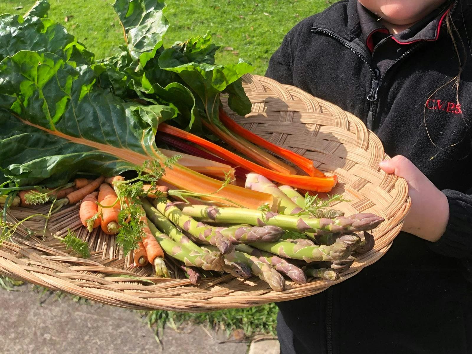 a harvest basket full of produce from the garden