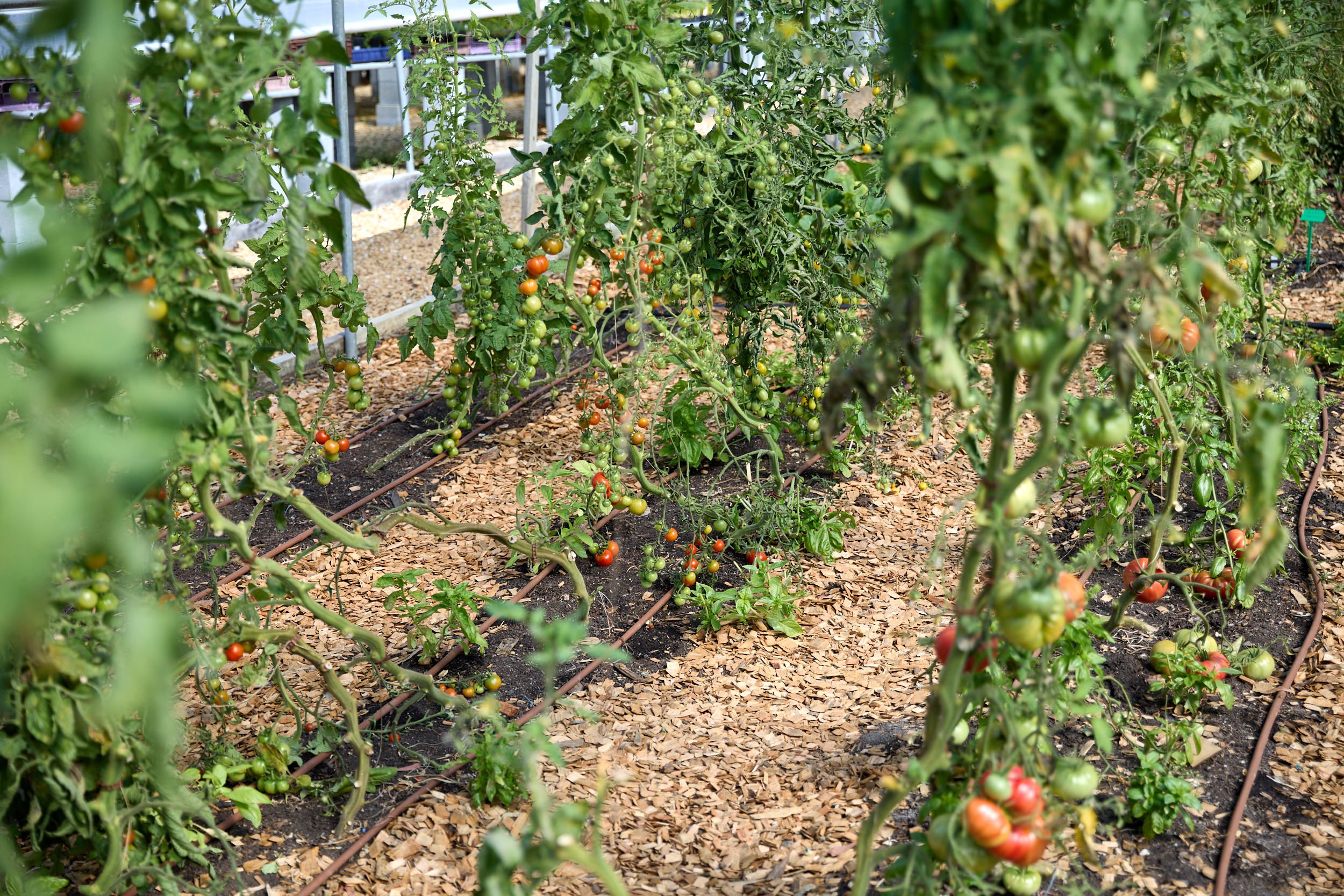 tomatoes in the poly tunnel