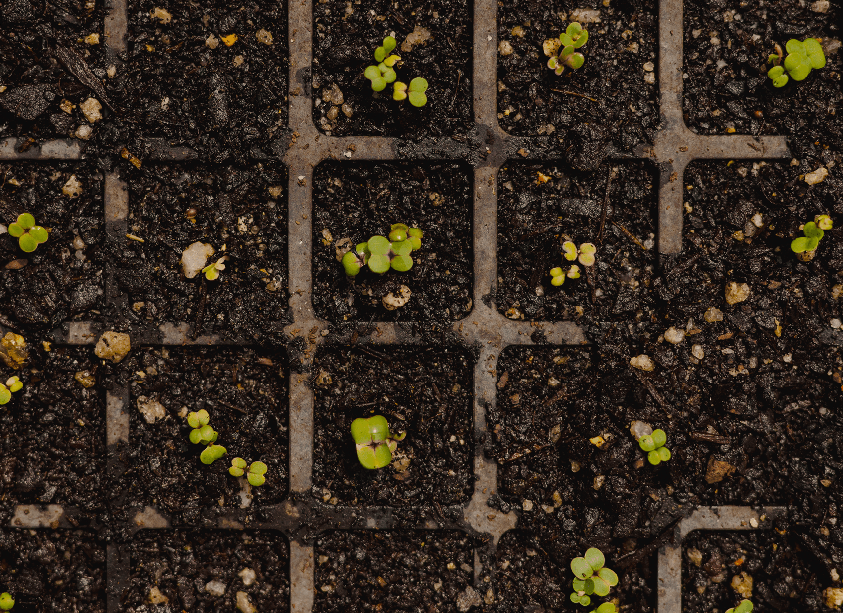 sprouts