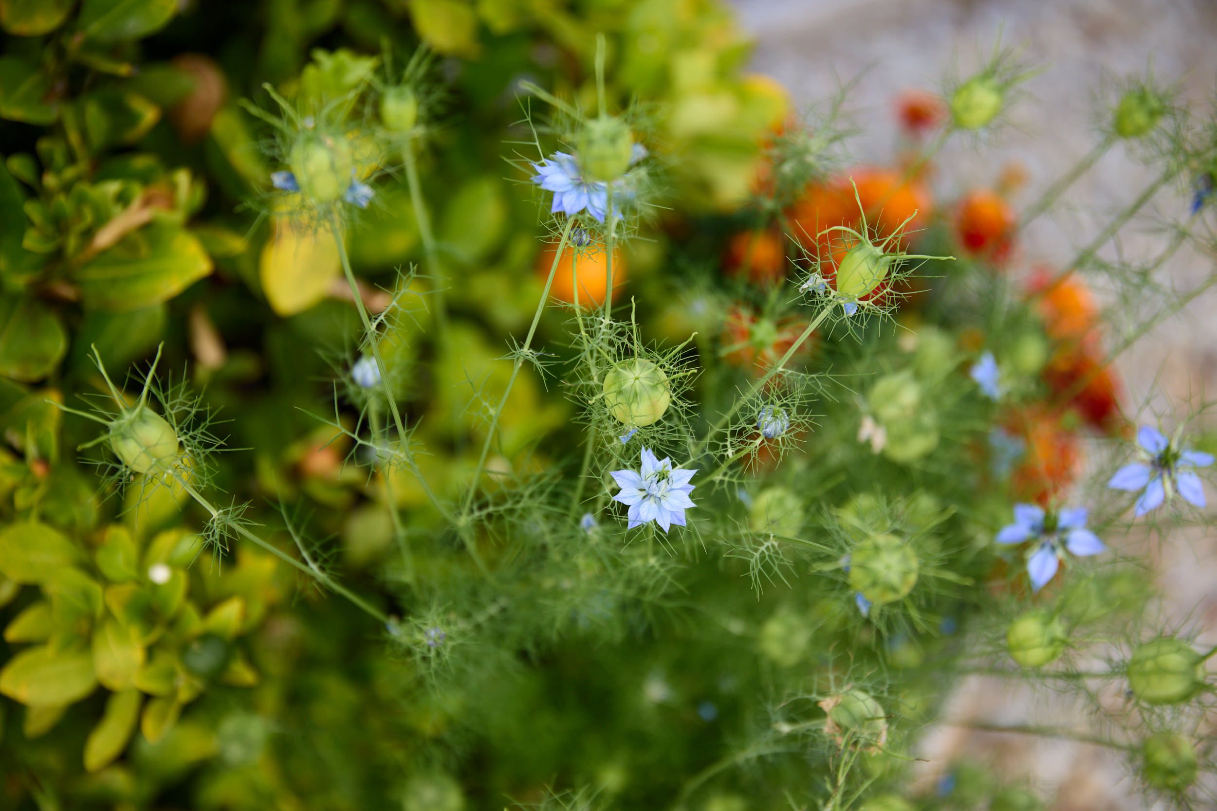 nigella flowers